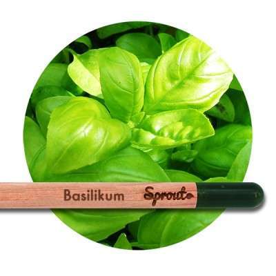 Sprout Basilikum