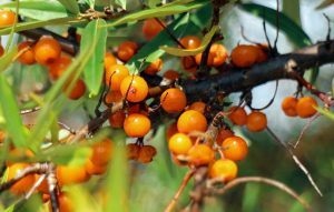 sea-buckthorn-440787_640