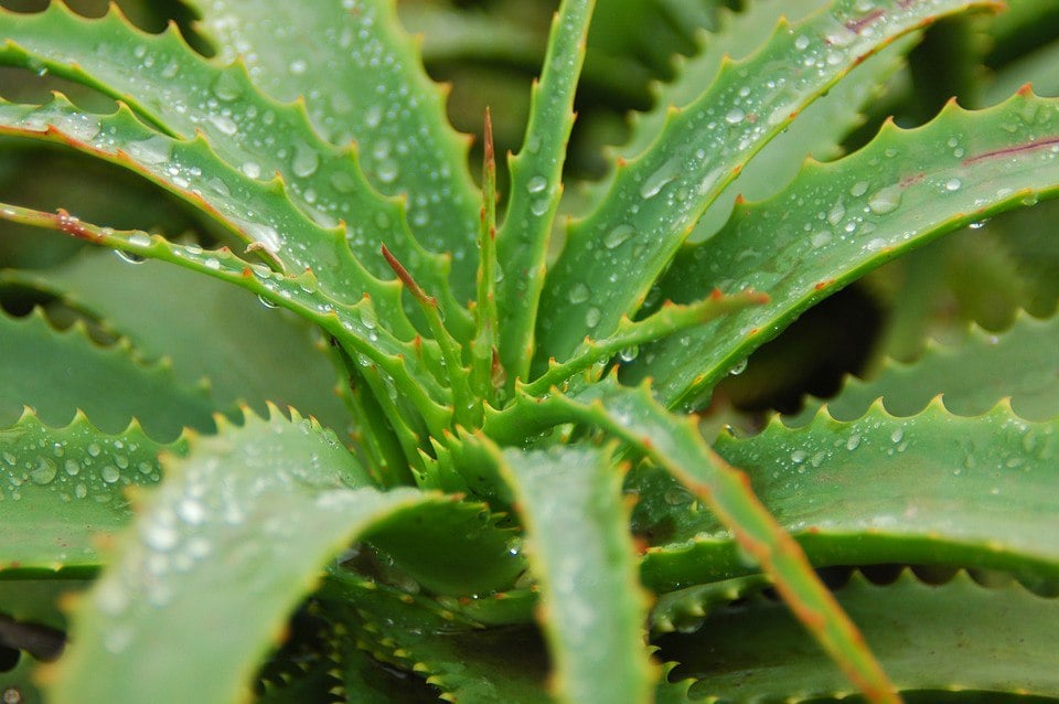 Aloe Vera