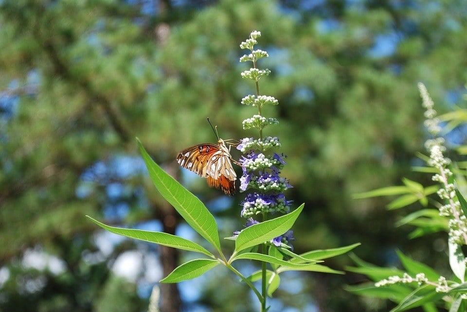 Vitex Agnus Castus