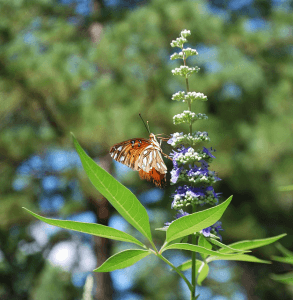 Vitex agnus castus