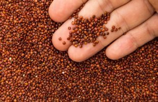 Quinoa – Alt Om Det Populære Korn