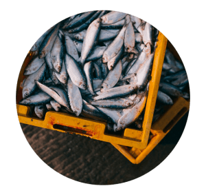 fiskeolie vs. krill olie
