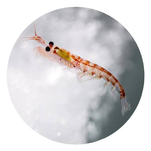 Krill