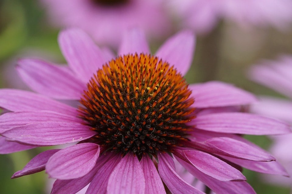 Rød Solhat / Echinacea – Alt Om Den Effektive Urt