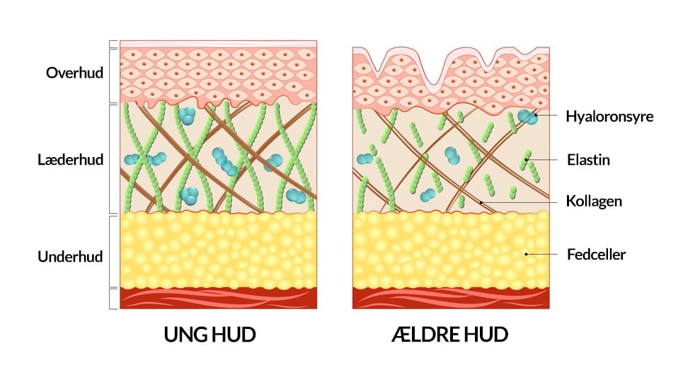 Alt om Kollagen | Sådan Booster du Kollagenproduktionen |