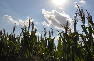 10 Gode Leveråd Til Et Sundere år!