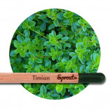 Sprout (Timian) - Blyanten der kan spire